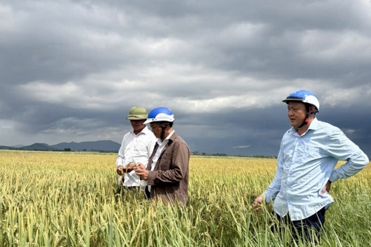 Kỳ Khang Năng suất lúa Hà Thu ước đạt trên 50 tạ/ha